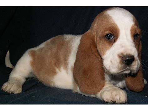 So beautiful | Basset hound puppy, Basset hound, Hound puppies