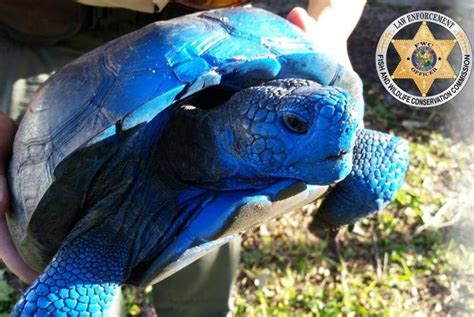 Look: Blue-painted tortoise in Florida leads to appeal from officials ...