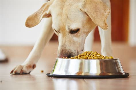 How to Choose the Best Dry Dog Food for Your Pup - Affordable Comfort