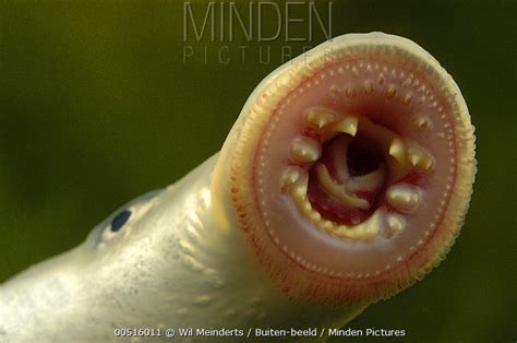 European River Lamprey stock photo - Minden Pictures