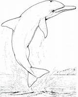 Realistic Animal Coloring Pages At GetColoringscom  Free Printable sketch template