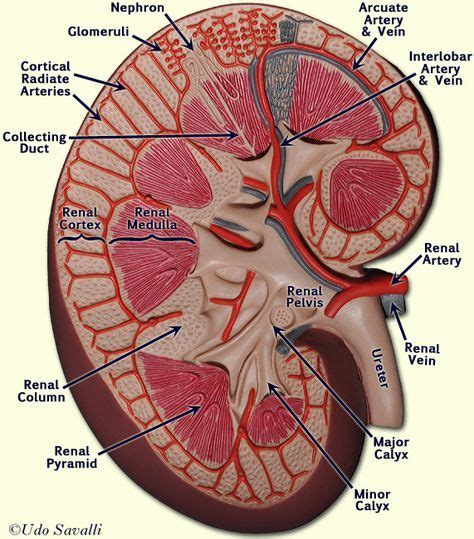 kidney | Medical anatomy, Kidney anatomy, Physiology