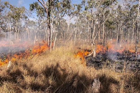 World-first research confirms Australia's forests became catastrophic ...