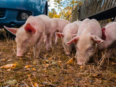 Hungry Young Piglets Eat Corn Kernels on Ground. Feeding Pigs with Fresh Corn Stock Image ...