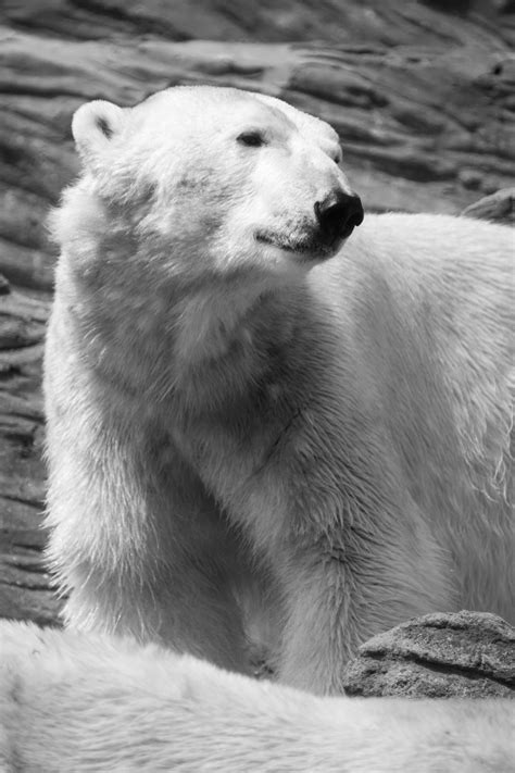 Polar Bear Free Stock Photo - Public Domain Pictures