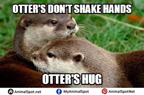 Otter Memes