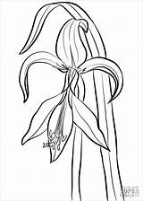 Amaryllis Flower Coloring Pages sketch template