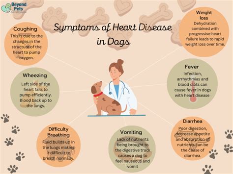 Heart Disease In Dogs: Symptoms & Treatment Options