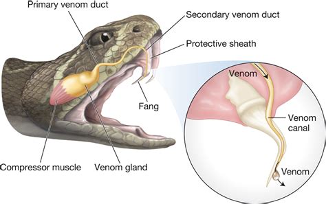 Snake fangs and venom - Biology Forums Gallery