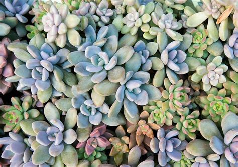 Choosing Zone 9 Succulents: What Succulents Grow Well In Zone 9