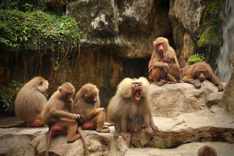 Family of Baboons xD [OC][3657x2448] | Baboon, Animal photo, Animal ...