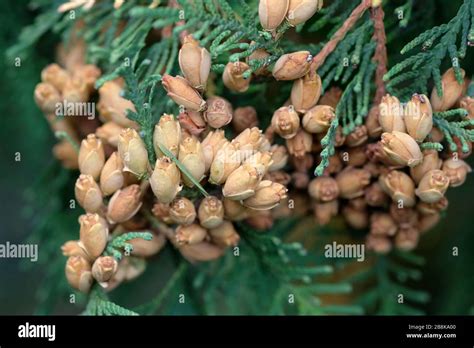 Brown buds with seeds on branches of Thuja occidentalis close up ...