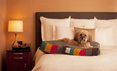 pet friendly hotels orlando area - Dorris Byers