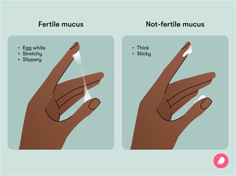 Cervical Mucus Chart: How It Looks When You're Fertile Flo, 41% OFF