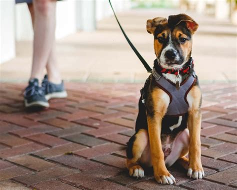 Leash Training Your Dog | SPCA of Northern Nevada