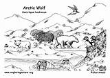 Arctic Coloring Page  Home sketch template