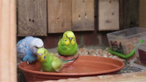 10 Minutes Of Budgies Bathing Sounds To Make Your Budgie Bath - YouTube