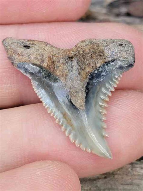 Hemipristis Tooth #2 | JTSSHARKSTEETH.COM