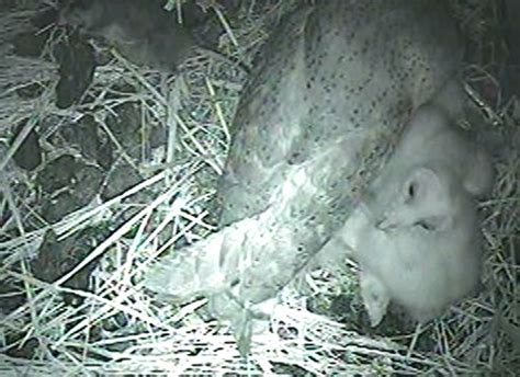 Barn Owl Nest Cam 2019