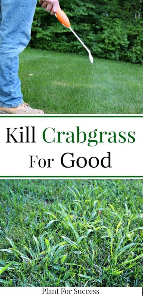 Crabgrass removal and crabgrass control is important to achieve a uniform green lawn. Check out ...