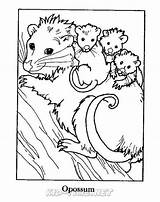 Opossum – Kids Time Fun Places To Visit And Free Coloring Book Pages  sketch template