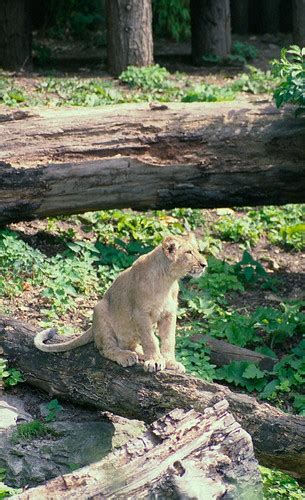 Lions | London Zoo 1990's | Martin Pettitt | Flickr