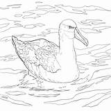 Albatross Coloring Pages  ColoringBay sketch template
