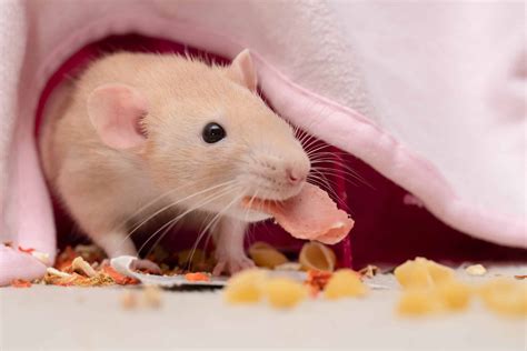 What Do Rats Eat? - A-Z Animals