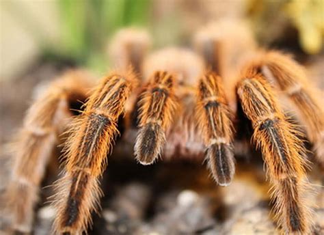 Info Chilean Rose Tarantula Care Sheet – Reptile Centre