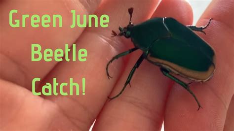 Green June Beetle Catch! - YouTube