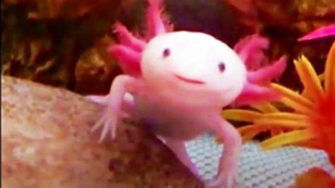 Pin By Sien Park On Axolotl In 2021 Axolotl Art Axolotl Axolotl Cute ...