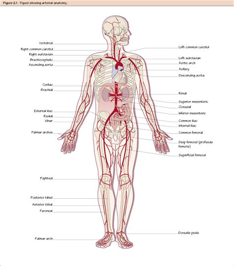 Arterial Anatomy | Thoracic Key