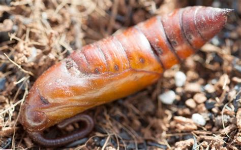 Tomato Hornworms: How to Identify, Control, and Protect Your Tomato Plants - Veggies Grow