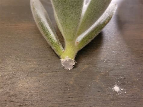 How to Propagate Succulents (From Leaves & Cuttings)