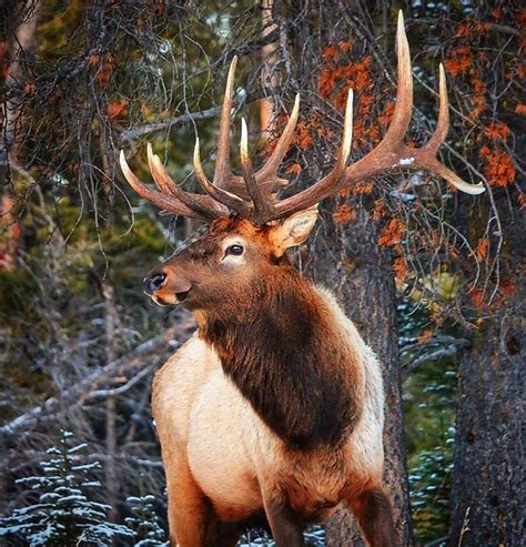 Elk in Banff National Park