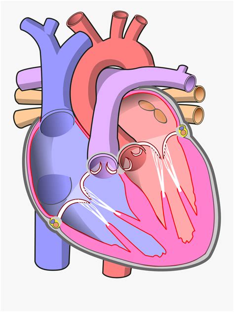 Simple Diagram Of The Heart With Labels