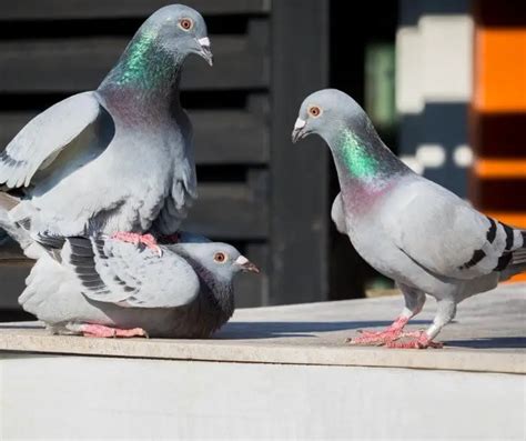 How Do Pigeons Mate: The Mechanics Of Pigeon Sex – Pigeonpedia