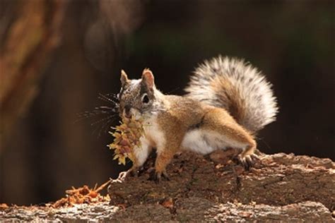 Endangered Mount Graham Red Squirrel Numbers Stable | OutdoorHub