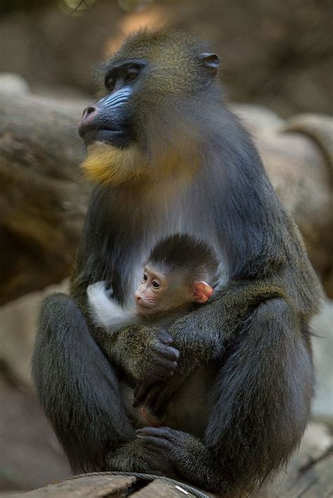 Female mandrill Kesi gave birth to a cute baby boy-drill. First mandrill born here in over 14 ...