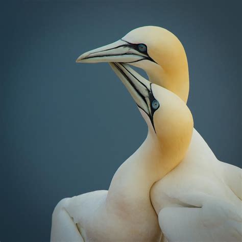 Northern Gannet by Peter Chanet | Gannet, Beautiful birds, Bird