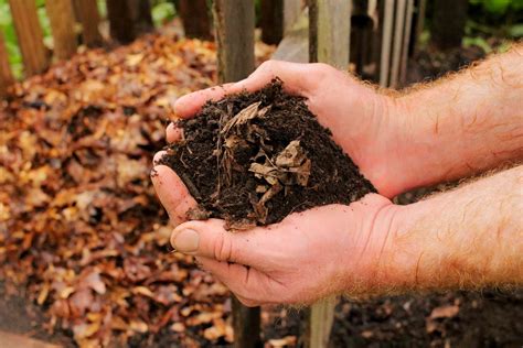 Mold Growing In Garden Soil | Fasci Garden