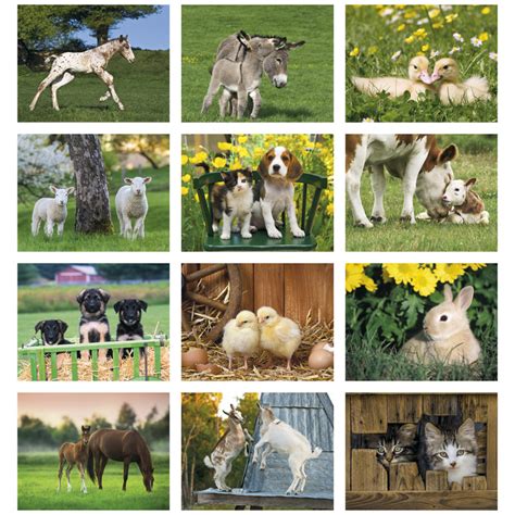 2025 Baby Farm Animals Calendar | 11" X 19" Imprinted Staple Bound ...