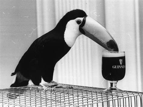 Tookie the toucan bird drinks from a glass of Guinness as part of an advertising campaign for ...