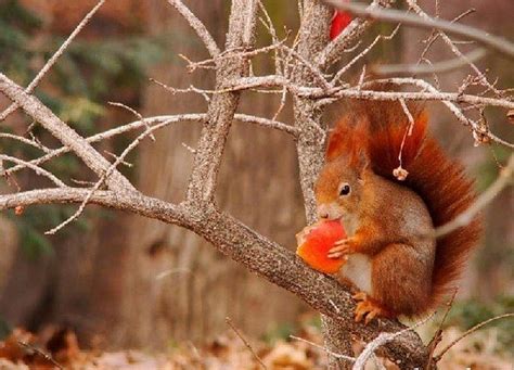 Cute squirrel, fall leaves, autumn, animals, squirrels, HD wallpaper | Peakpx