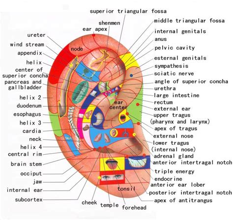 17 Best images about ** AURICULOTERAPIA ** on Pinterest | Ear ...