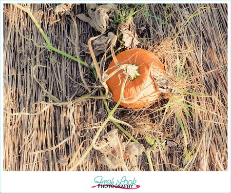 How To Photography: Pumpkin Patch Pictures - JudithsFreshLook.com