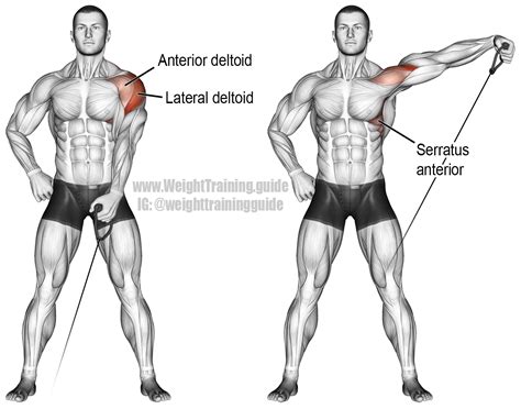 an image of a man showing the muscles and their corresponding parts in order to gain muscle strength