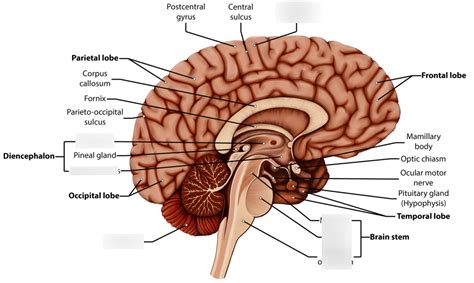 Labeled Parts of the Brain Diagram | Quizlet
