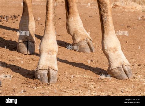 Giraffe hoof hi-res stock photography and images - Alamy