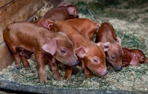 Facts of Red Wattle Pig: Lifespan, Size, Grow Rate, Price, Meat - Sand Creek Farm